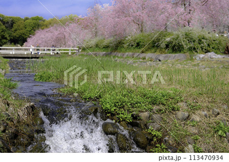 小川のほとりに咲く桜 小川のほとりに咲く桜 113470934