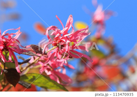 紅花常盤満作（ベニバナトキワマンサク）の花 113470935