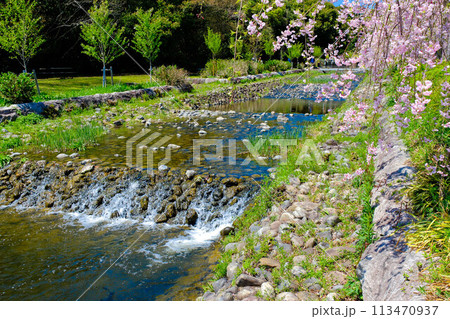 桜咲く春の小川 桜咲く春の小川 113470937