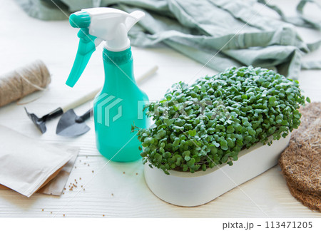 Tools and seeds for growing microgreens and a tray of radish microgreens. Tools and seeds for growing microgreens and a tray of radish microgreens. 113471205