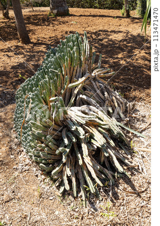 Mediterranean succulens plants in a garden Mediterranean succulens plants in a garden 113471470