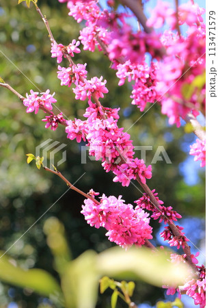 満開の花蘇芳（ハナズオウ）　  113471579