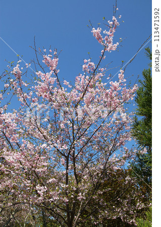 佐野藤右衛門邸の桜 京都市右京区 佐野藤右衛門邸の桜 京都市右京区 113471592