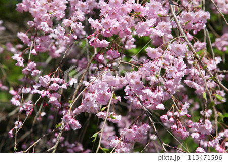 佐野藤右衛門邸の桜　京都市右京区 113471596