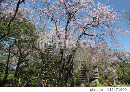 佐野藤右衛門邸の桜 京都市右京区 佐野藤右衛門邸の桜 京都市右京区 113471600
