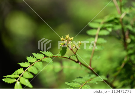 サンショウ（山椒）の雌花 113471775