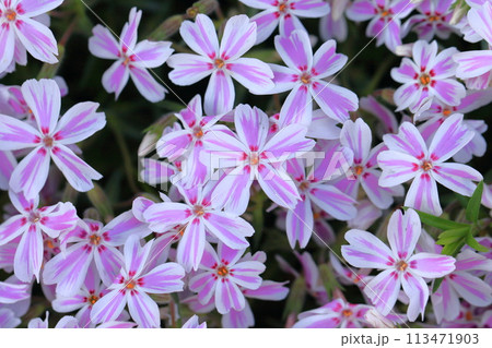 愛らしい芝桜(シバザクラ)の花 愛らしい芝桜(シバザクラ)の花 113471903