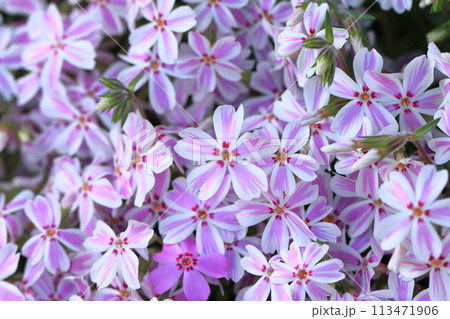 愛らしい芝桜（シバザクラ）の花 113471906