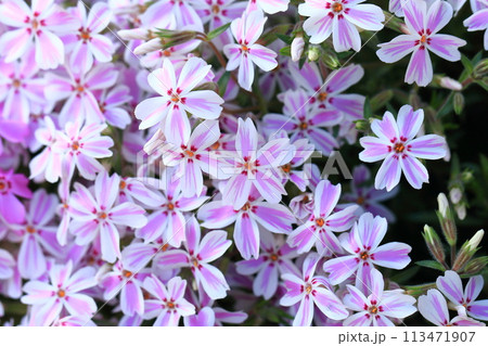 愛らしい芝桜(シバザクラ)の花 愛らしい芝桜(シバザクラ)の花 113471907