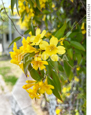 黄色い花カロライナジャスミン 黄色い花カロライナジャスミン 113472024