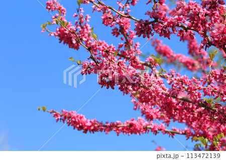 満開の花蘇芳（ハナズオウ）　 113472139