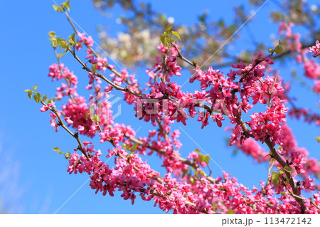 満開の花蘇芳（ハナズオウ）　 113472142