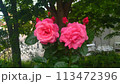 赤いバラ 113472396