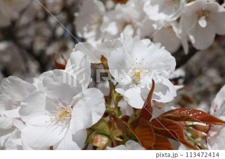 見頃を迎えた満開の御室桜 Omuro-sakura full bloom 113472414