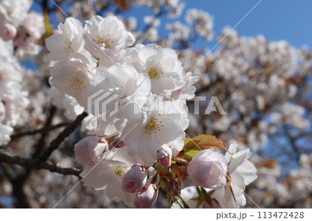 見頃を迎えた満開の御室桜 Omuro-sakura full bloom 見頃を迎えた満開の御室桜 Omuro-sakura full bloom 113472428