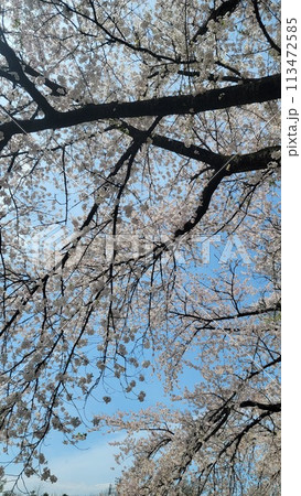 公園の桜 113472585