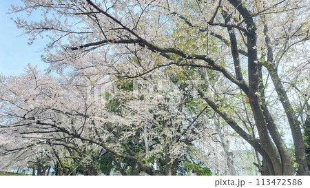 公園の桜 113472586