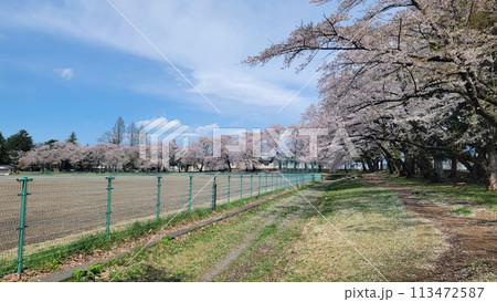 公園の桜 113472587
