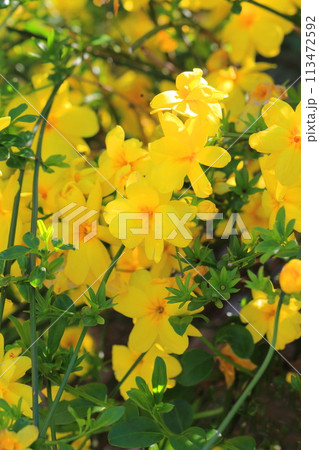 春の花 雲南黄梅(ウンナンオウバイ) 春の花 雲南黄梅(ウンナンオウバイ) 113472592