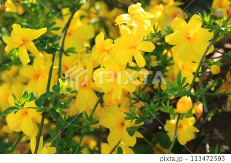 春の花　雲南黄梅（ウンナンオウバイ） 113472593