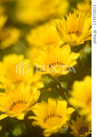 黄色い花 113472611