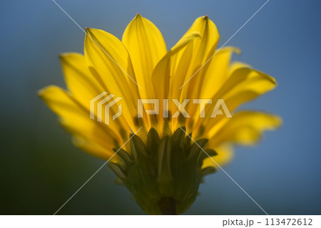 黄色い花 113472612