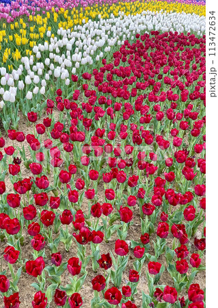 The Elegance of Spring. A Seasonal Festival Colorful with Tulips Coming from Nature. Spring Coming with the Revival of Nature. Landscape Decorated with Colorful Tulips and the Resurrection of Nature 113472634