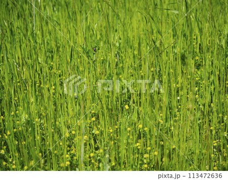 しげる雑草 113472636