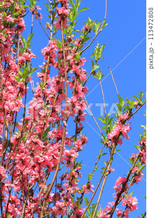 ピンク色の花桃（ハナモモ） 113472808