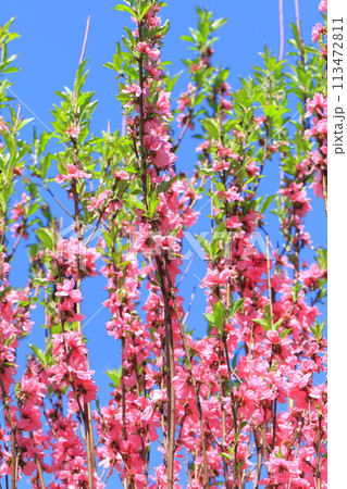 ピンク色の花桃(ハナモモ) ピンク色の花桃(ハナモモ) 113472811