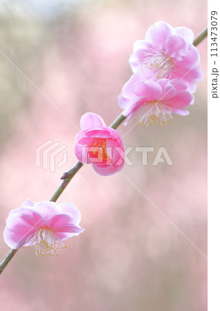しだれ梅　ピンク色の綺麗な花 113473079