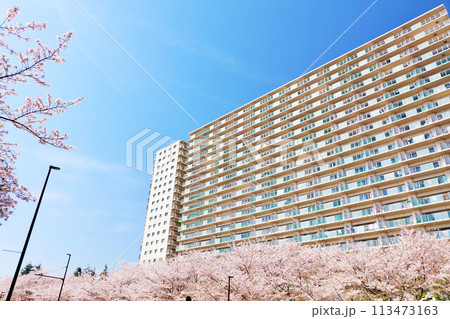 マンションと桜 マンションと桜 113473163