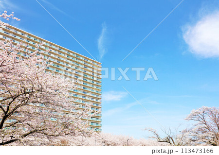 マンションと桜 マンションと桜 113473166
