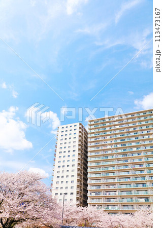 マンションと桜 マンションと桜 113473167