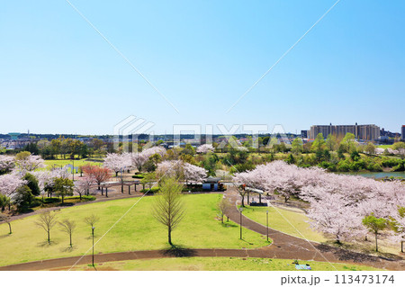 春の街並みと桜 113473174