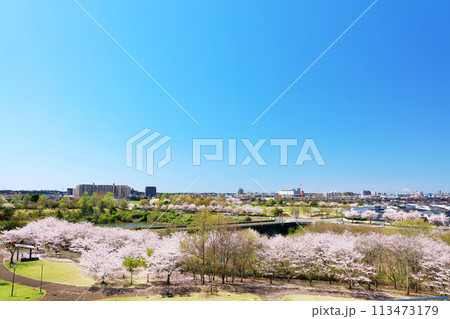 春の街並みと桜 113473179