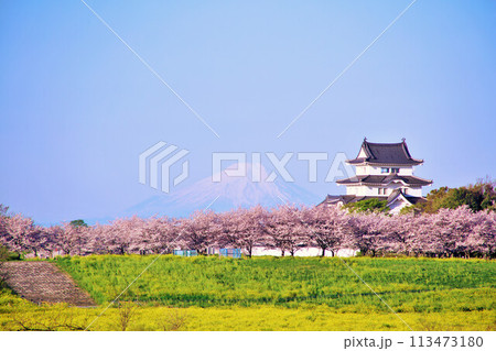 千葉県　春の桜並木と関宿城　そして富士山 113473180
