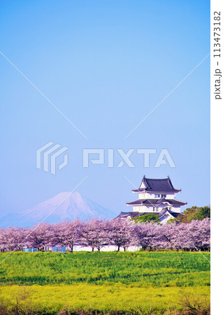 千葉県　春の桜並木と関宿城　そして富士山 113473182