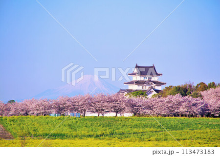 千葉県 春の桜並木と関宿城 そして富士山 千葉県 春の桜並木と関宿城 そして富士山 113473183