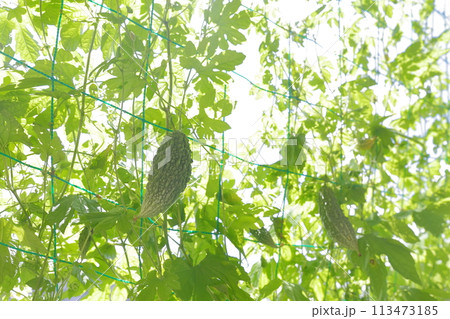ゴーヤ 夏の定番野菜 ゴーヤ 夏の定番野菜 113473185