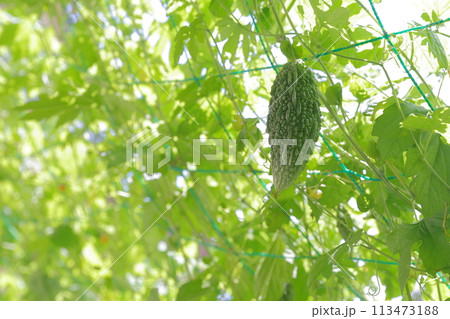 ゴーヤ 夏の定番野菜 113473188