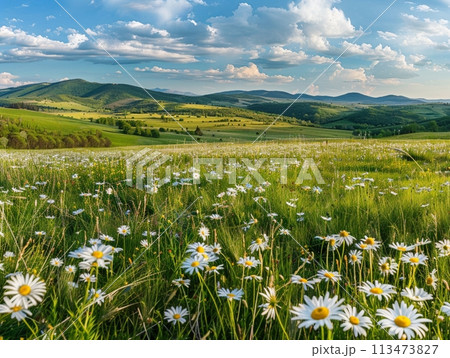 Daisies and camomiles dot a sunny meadow under a clear blue sky, nestled amidst rolling mountains 113473827