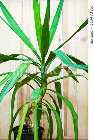 Palm pandanus in a black pot on a wooden background. houseplant. Palm pandanus in a black pot on a wooden background. houseplant. 113473867