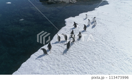 Antarctica Gentoo Penguin Aerial Edge View. South Pole Bird Colony Walk on Snow Covered Ocean Coast Landscape. Arctic Climate Change Concept Top Down Drone Antarctica Gentoo Penguin Aerial Edge View. South Pole Bird Colony Walk on Snow Covered Ocean Coast Landscape. Arctic Climate Change Concept Top Down Drone 113473996