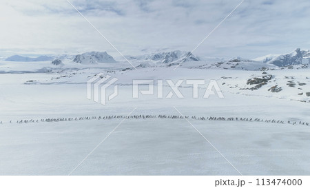 Aerial Flight Over Penguins Colony Migration. Drone. Antarctica Landscape. White Winter Background. Moving Flock Of Gentoo Penguins On Ice Covered Land. Mighty Polar Snow Mountains. 113474000