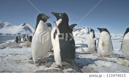 Antarctic Adelie Penguin Colony Play Closeup. Antarctica Ocean Bird Group Beautiful Mating Games Behavior Arctic Nature Landscape Mountain Background. Peninsula Beach Exploration 113474015