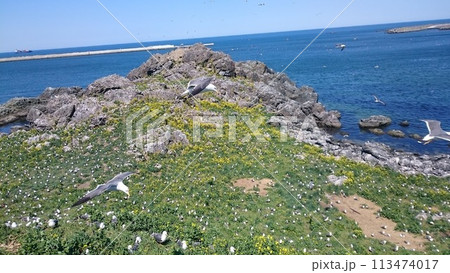 岩場の海岸と青い海と白い砂浜とウミネコ 岩場の海岸と青い海と白い砂浜とウミネコ 113474017