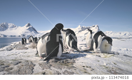 Antarctic Adelie Penguin Colony Snow Rock Closeup. Antarctica Ocean Bird Group Walking Beautiful Arctic Nature Landscape Glacier Background. Peninsula Beach Exploration Static Antarctic Adelie Penguin Colony Snow Rock Closeup. Antarctica Ocean Bird Group Walking Beautiful Arctic Nature Landscape Glacier Background. Peninsula Beach Exploration Static 113474018