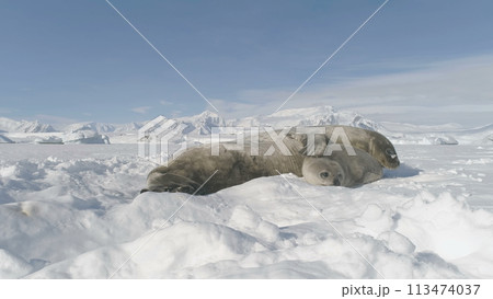 Close-up Baby and Mather Weddell Seal Play on Antarctic Snow. Adult Child and Mother Mammal Animal Rest on Frozen Antarctica Ice Covered Surface. Polar Wildlife Family Life Care Close-up Close-up Baby and Mather Weddell Seal Play on Antarctic Snow. Adult Child and Mother Mammal Animal Rest on Frozen Antarctica Ice Covered Surface. Polar Wildlife Family Life Care Close-up 113474037