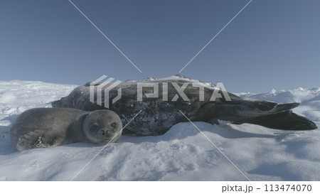 Baby Weddell sea seal. Close-up of cute face. Antarctic funny wild animal enjoy sun light play on snow covered landscape. South Pole wildlife concept. Static Baby Weddell sea seal. Close-up of cute face. Antarctic funny wild animal enjoy sun light play on snow covered landscape. South Pole wildlife concept. Static 113474070